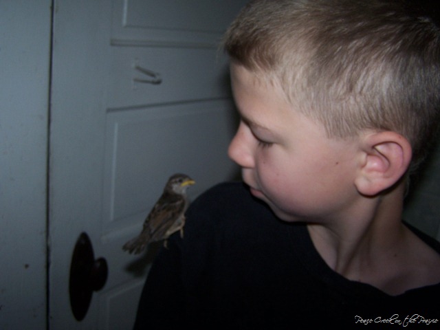 Nature Study Tuesday May 18—Red-eared slider and Baby Barn Swallows