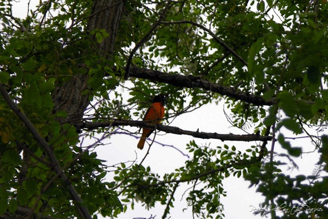 Nature Study Tuesday~May 17~Nature Boy Tells about Baltimore Orioles~Today Brought to you by Nature Boy