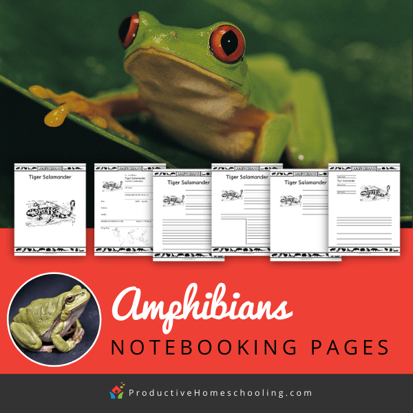 Cookie Policy 13 Amphibians Notebooking Pages